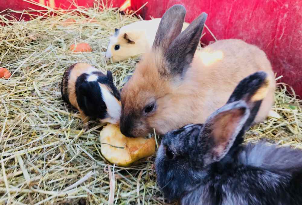 Der Zoo ist zu Besuch im Familienhotel Post Millstätter See