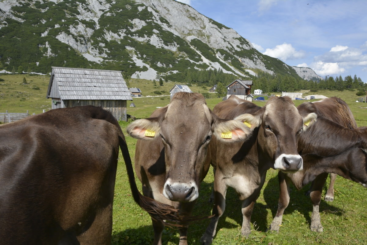 STEIERMARK WANDERN mit Kindern ️ Beste Wanderungen!