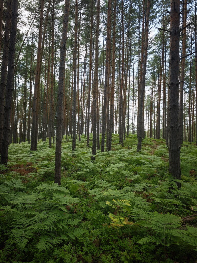 Böhmisches Paradies