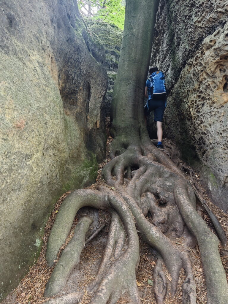 Riesige Baumwurzeln zwischen den Felsen im Felsenlabyrinth Kokořínsko