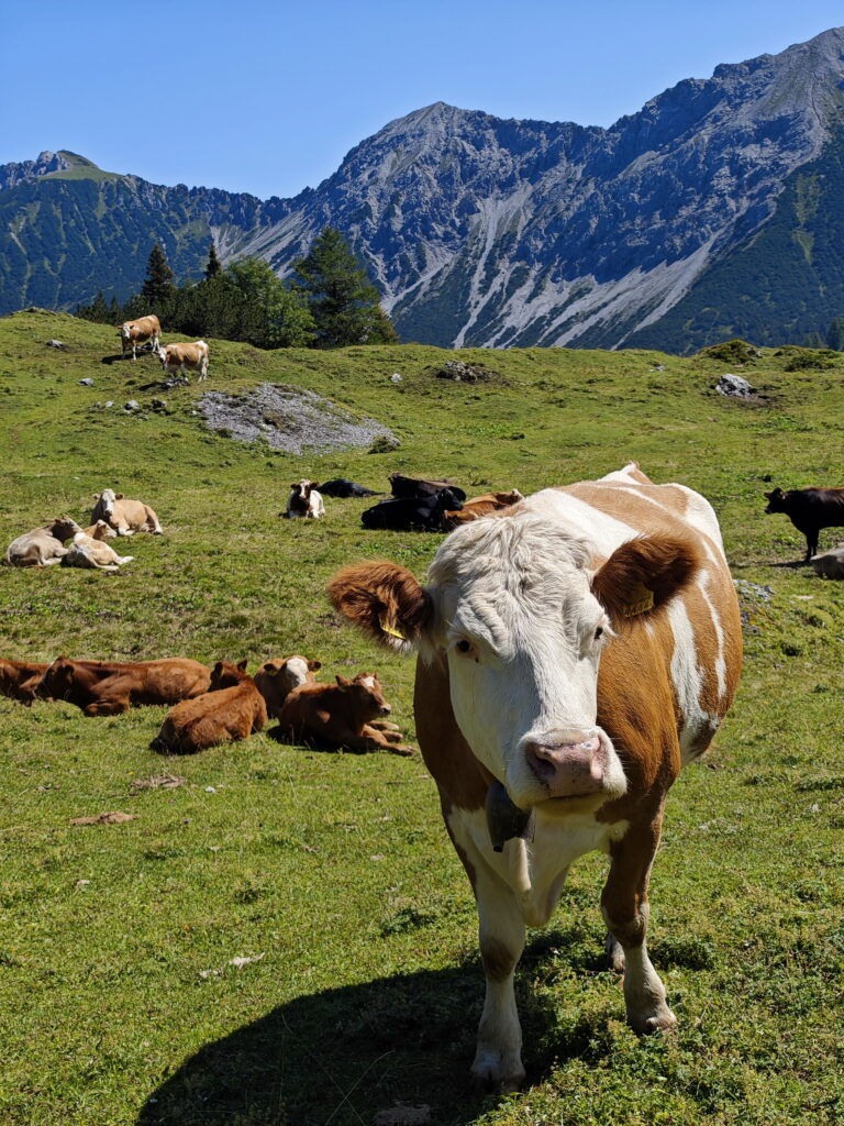 Über die Almwiesen in Liechtenstein wandern mit Kindern