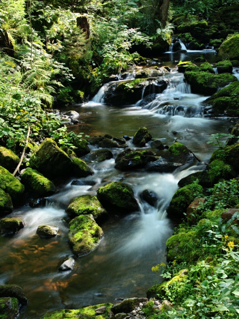 Ravennaschlucht Schwarzwald mit Kindern