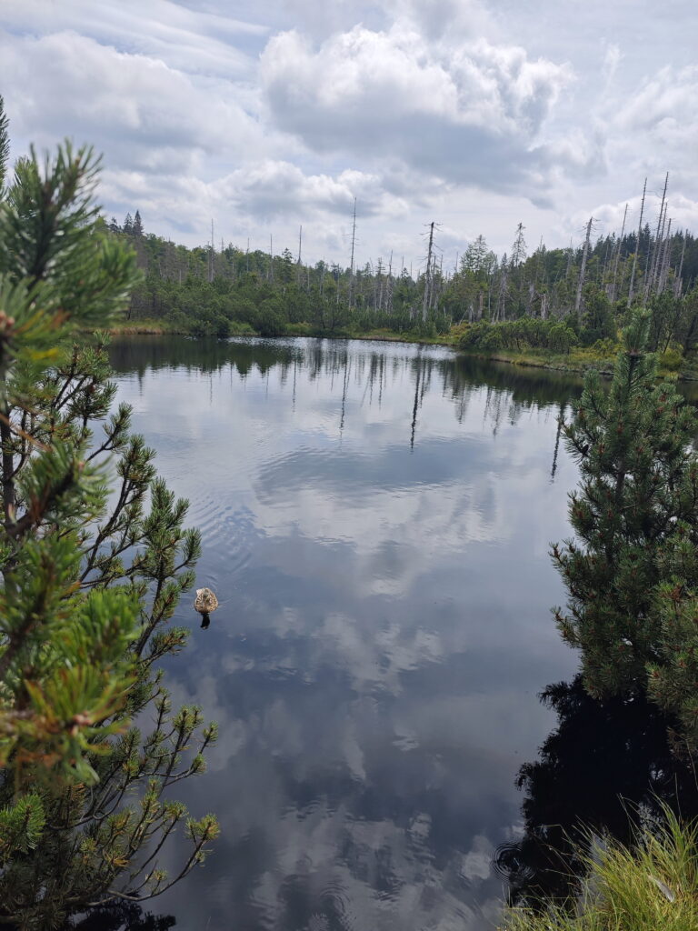 Naturjuwel Latschensee - erreichbar über den Rundweg Hochschachten und Kohlschachten 