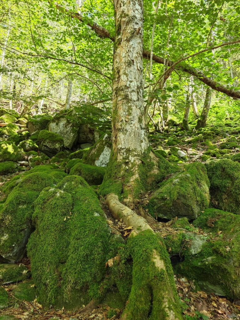 Todtnauer Wasserfälle Schwarzwald