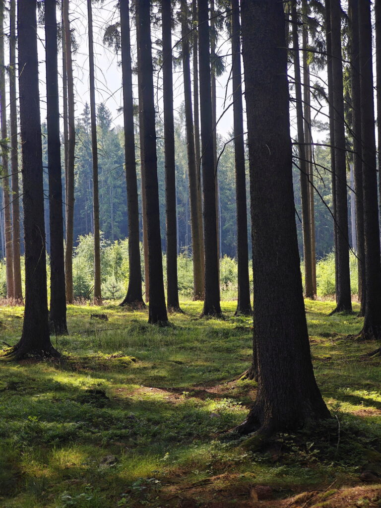 Im Naturpark Brdy führen die Wege durch den Wald 