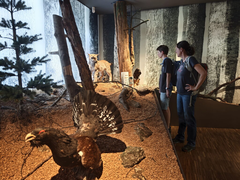 Waldmuseum Zwiesel mit Kindern - eine gute Idee bei Regenwetter